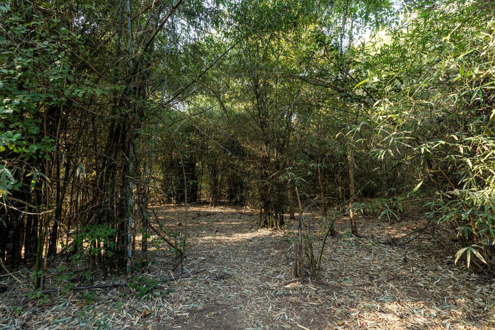 Brook Ville غابة غير المظهر الخارجي الصورة